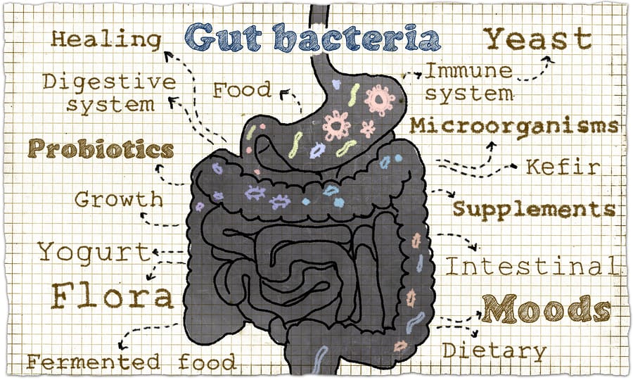 gut flora,dysbiosis,acupuncture melbourne