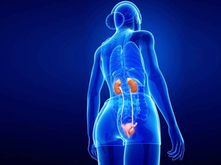 Kidneys and Fertility